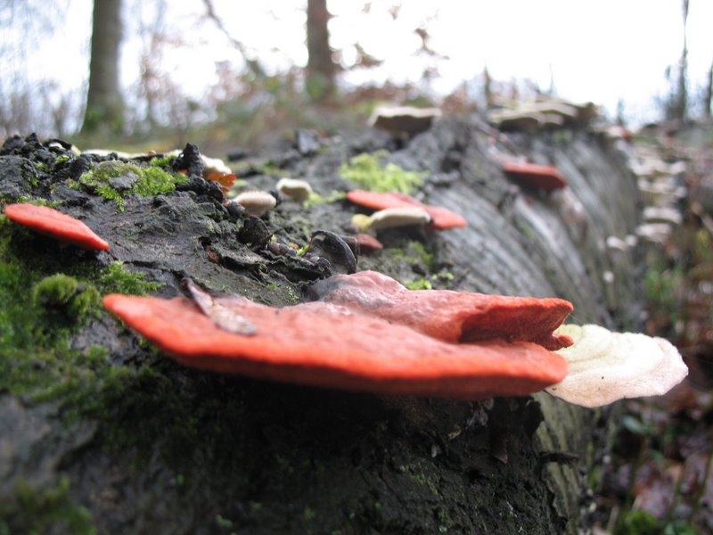 Pycnoporus cinnabarinus